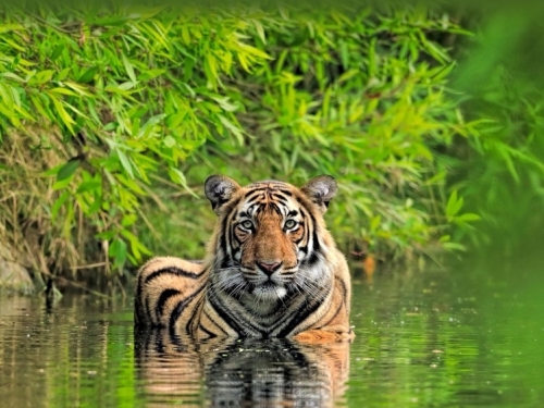 golden triangle tour with ranthambore